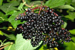 Nutrient Spotlight: Elderberry
